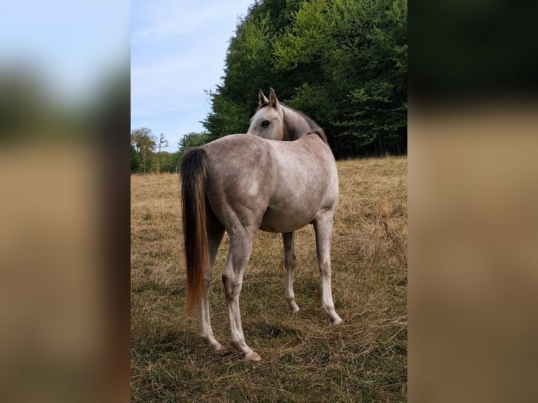 American Quarter Horse Hengst 1 Jahr Schimmel in Neukirchen