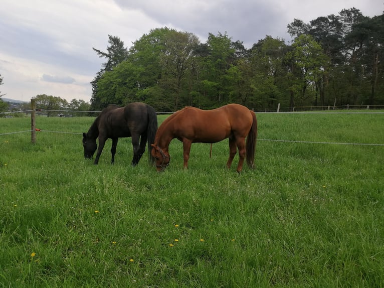 American Quarter Horse Hengst 20 Jaar 149 cm Donkere-vos in Haltern am See