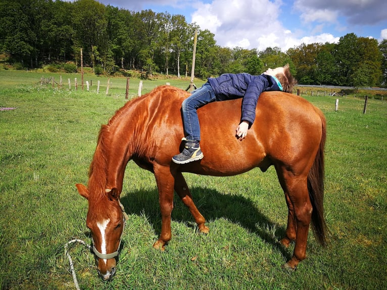 American Quarter Horse Hengst 20 Jaar 149 cm Donkere-vos in Haltern am See