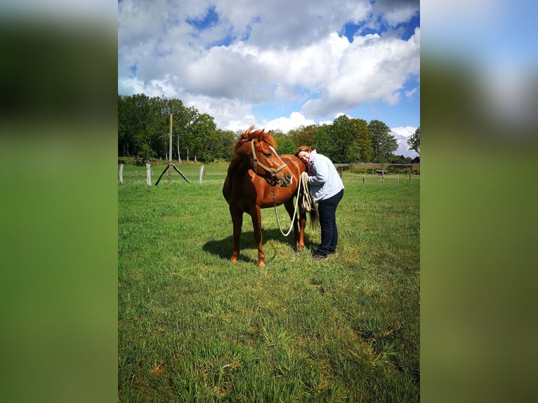 American Quarter Horse Hengst 20 Jaar 149 cm Donkere-vos in Haltern am See