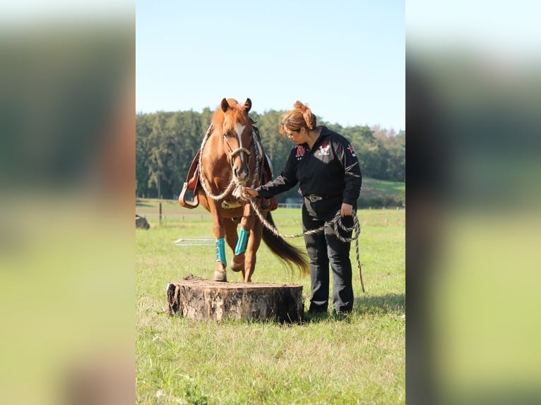 American Quarter Horse Hengst 20 Jaar 149 cm Donkere-vos in Haltern am See