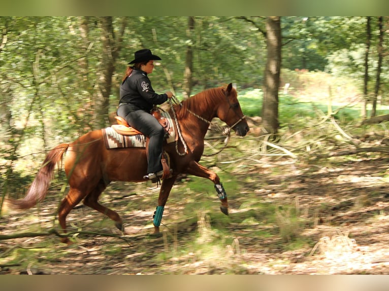 American Quarter Horse Hengst 20 Jaar 149 cm Donkere-vos in Haltern am See