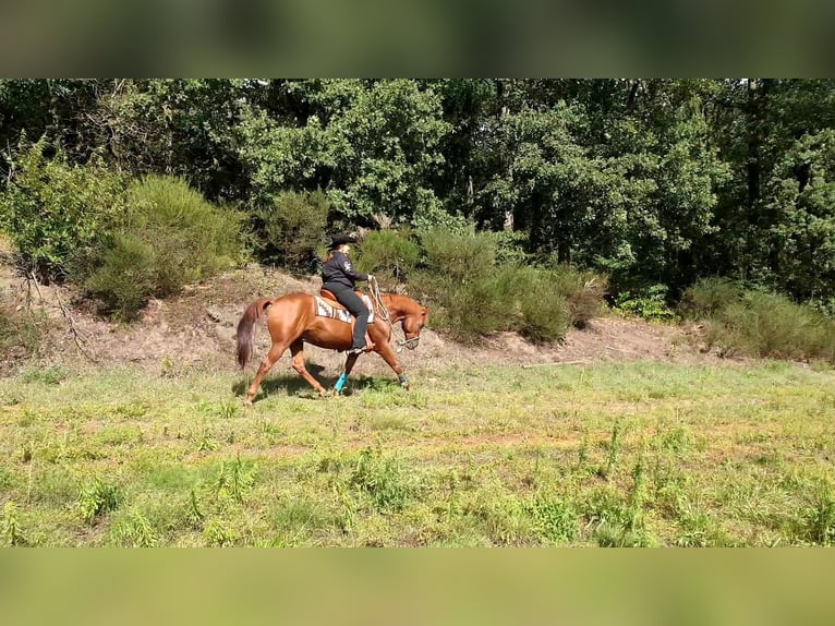 American Quarter Horse Hengst 20 Jaar 149 cm Donkere-vos in Haltern am See