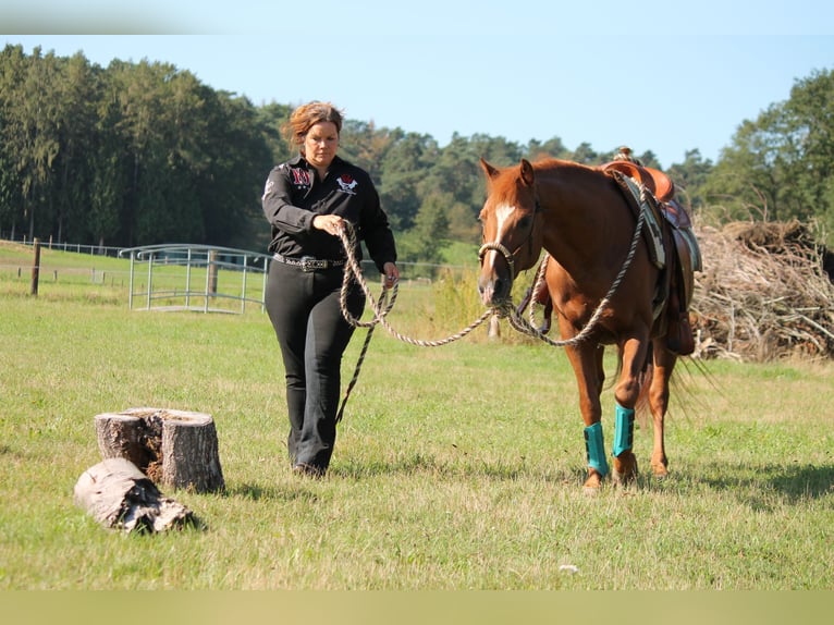 American Quarter Horse Hengst 20 Jaar 149 cm Donkere-vos in Haltern am See