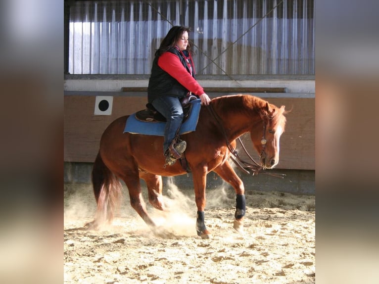 American Quarter Horse Hengst 20 Jahre 149 cm Dunkelfuchs in Haltern am See