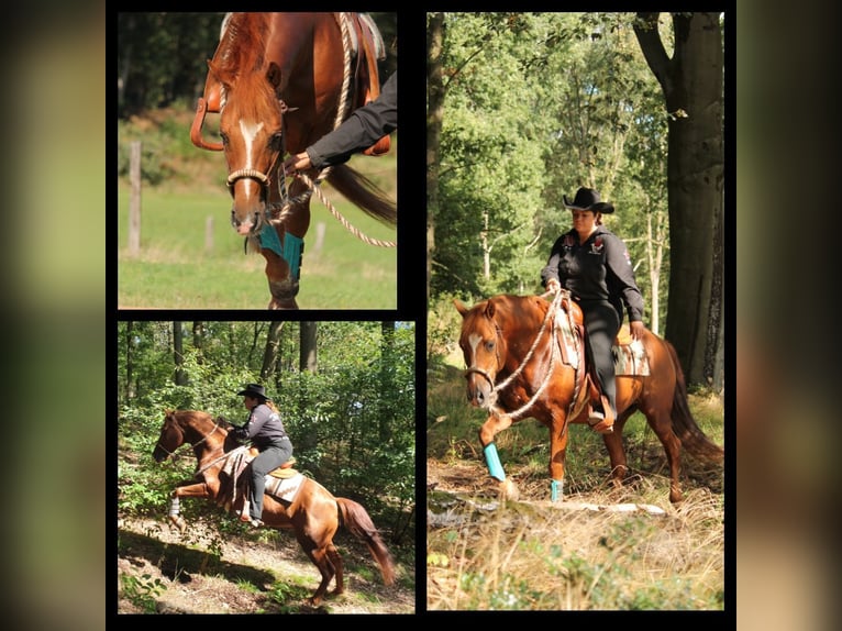 American Quarter Horse Hengst 20 Jahre 149 cm Dunkelfuchs in Haltern am See