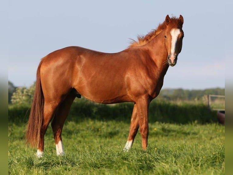 American Quarter Horse Hengst 20 Jahre 149 cm Fuchs in Haltern am See