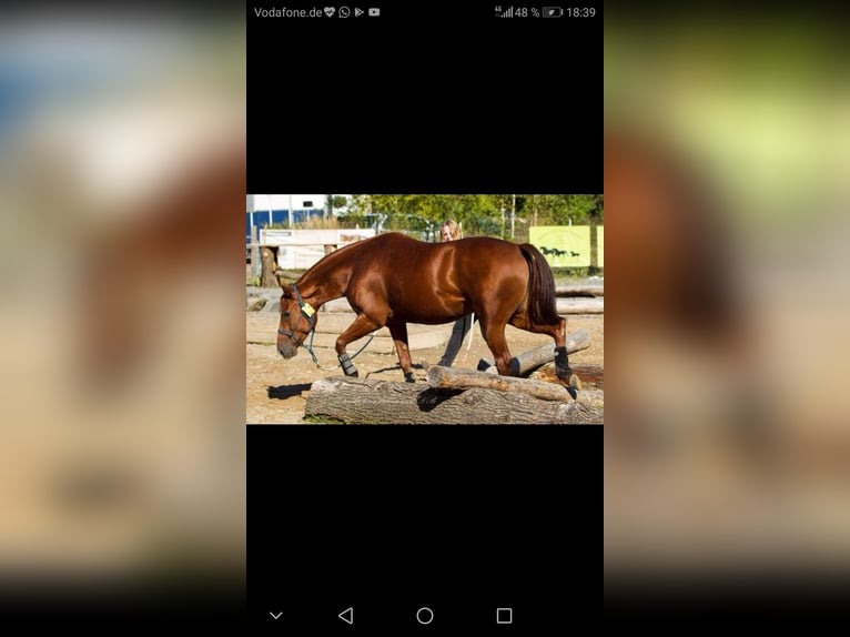 American Quarter Horse Hengst 20 Jahre 149 cm Fuchs in Haltern am See