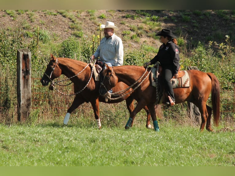 American Quarter Horse Hengst 20 Jahre 149 cm Fuchs in Haltern am See