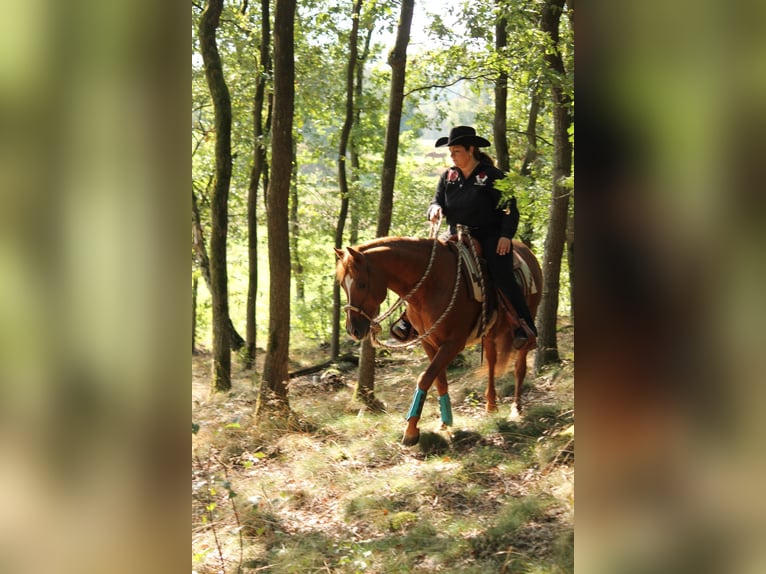 American Quarter Horse Hengst 20 Jahre 149 cm Fuchs in Haltern am See