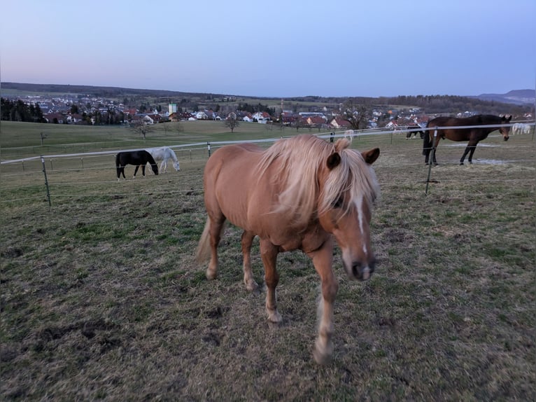 American Quarter Horse Mix Hengst 21 Jahre 150 cm Palomino in Hechingen