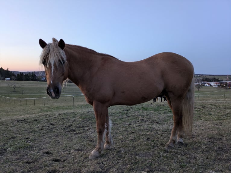 American Quarter Horse Mix Hengst 21 Jahre 150 cm Palomino in Hechingen