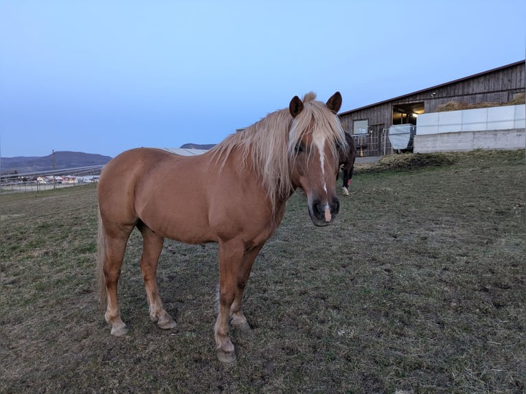 American Quarter Horse Mix Hengst 21 Jahre 150 cm Palomino in Hechingen