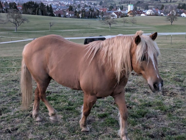 American Quarter Horse Mix Hengst 21 Jahre 150 cm Palomino in Hechingen