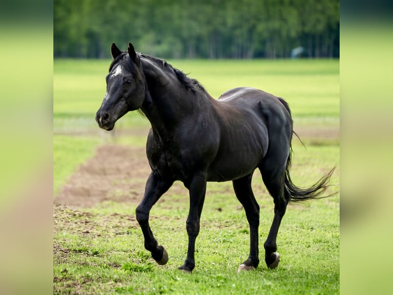 American Quarter Horse Hengst 23 Jaar 150 cm Zwart in Quitzdorf am See