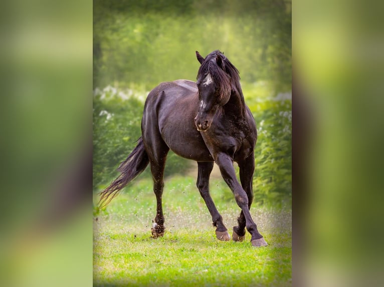 American Quarter Horse Hengst 23 Jahre 150 cm Rappe in Quitzdorf am See