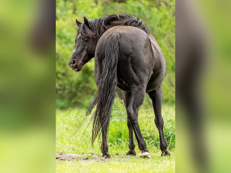 American Quarter Horse Hengst 23 Jahre 150 cm Rappe in Quitzdorf am See
