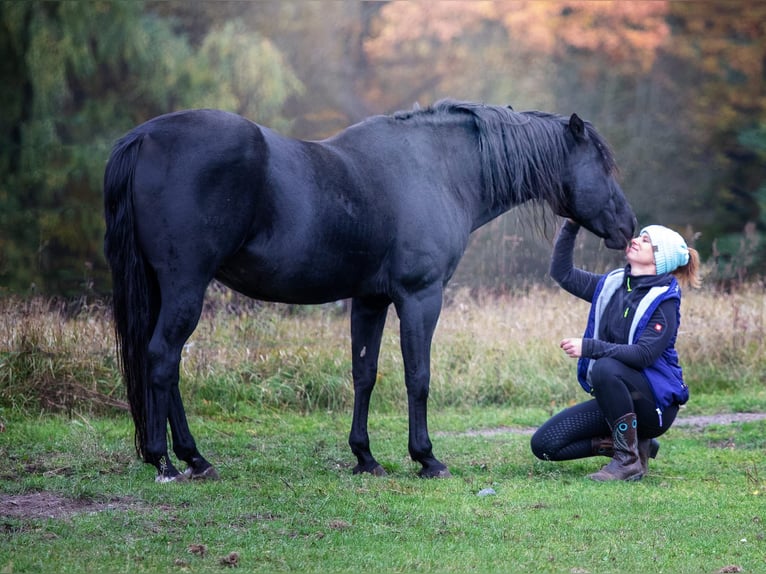 American Quarter Horse Hengst 23 Jahre 150 cm Rappe in Quitzdorf am See
