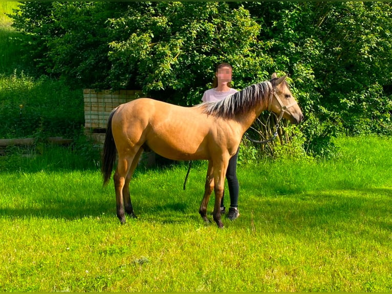 American Quarter Horse Hengst 2 Jaar 130 cm Buckskin in Sulzdorf an der Lederhecke