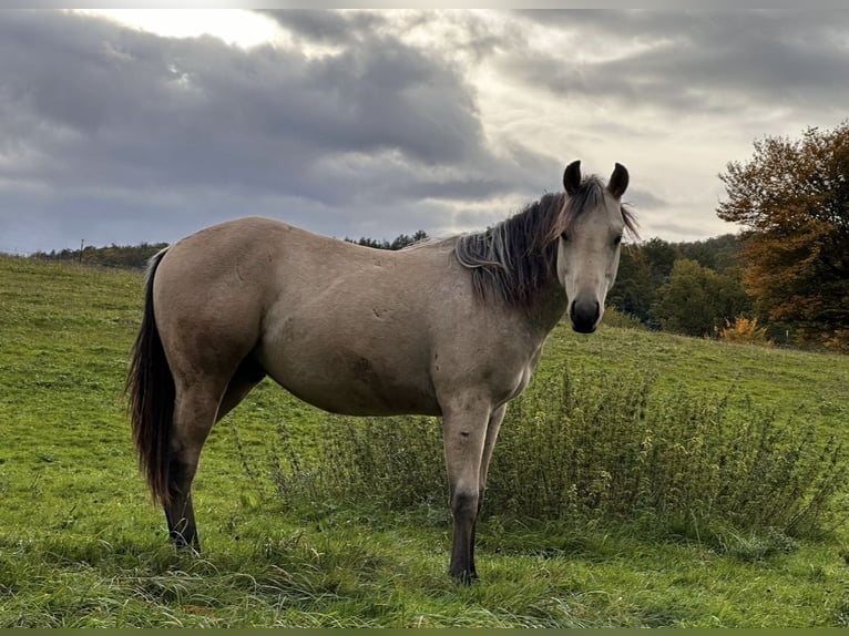 American Quarter Horse Hengst 2 Jaar 130 cm Buckskin in Sulzdorf an der Lederhecke