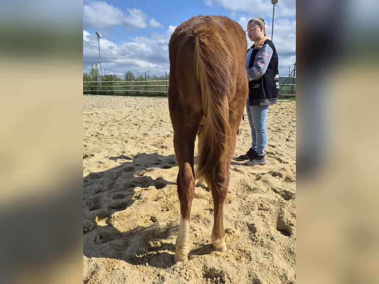 American Quarter Horse Hengst 2 Jaar 133 cm Roodvos in Vöhringen