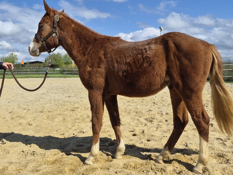 American Quarter Horse Hengst 2 Jaar 133 cm Roodvos in Vöhringen
