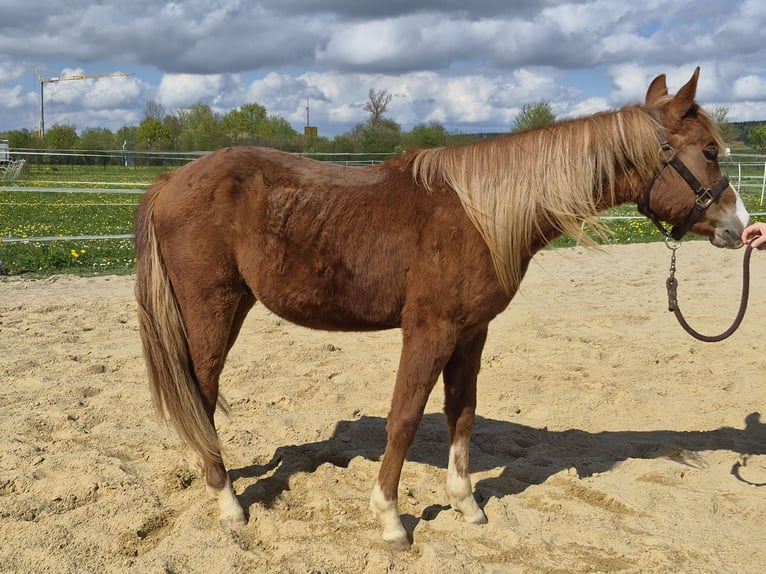 American Quarter Horse Hengst 2 Jaar 133 cm Roodvos in Vöhringen