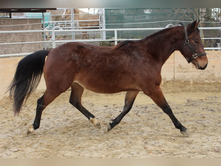 American Quarter Horse Hengst 2 Jaar 140 cm Bruin in Waldshut-Tiengen