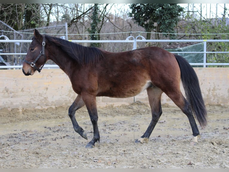 American Quarter Horse Hengst 2 Jaar 140 cm Bruin in Waldshut-Tiengen