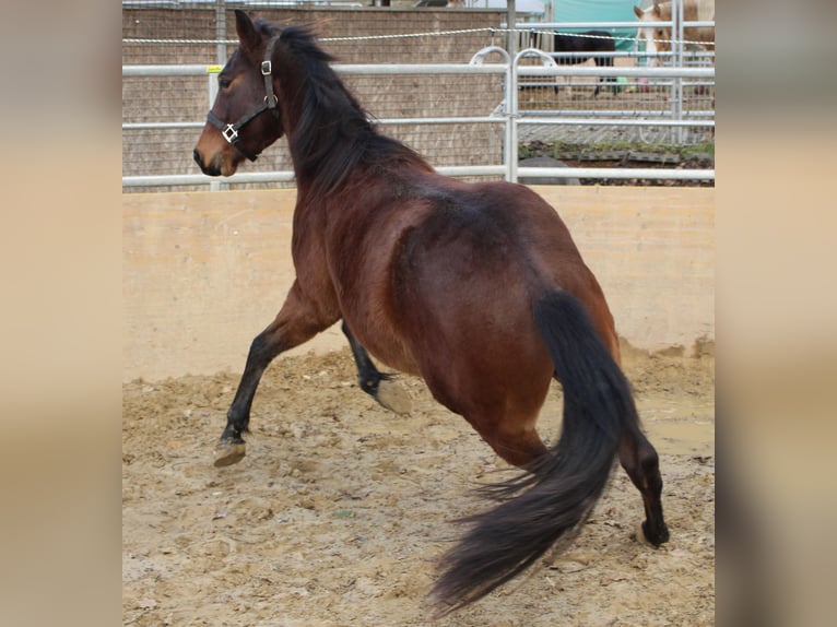 American Quarter Horse Hengst 2 Jaar 140 cm Bruin in Waldshut-Tiengen