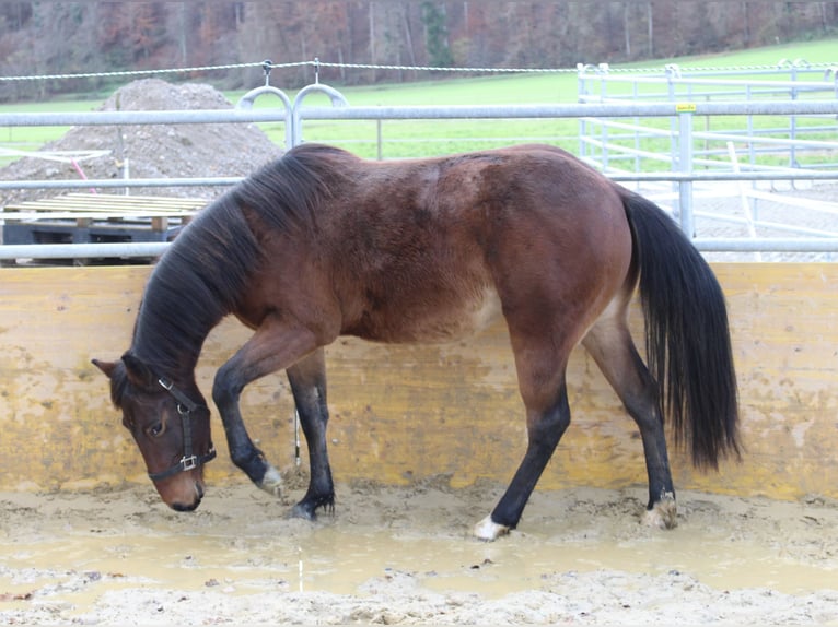 American Quarter Horse Hengst 2 Jaar 140 cm Bruin in Waldshut-Tiengen