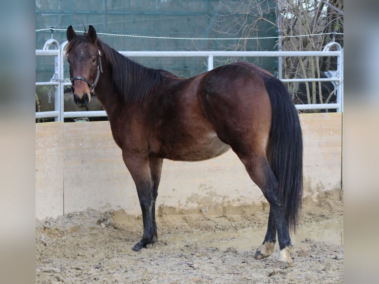 American Quarter Horse Hengst 2 Jaar 140 cm Bruin in Waldshut-Tiengen