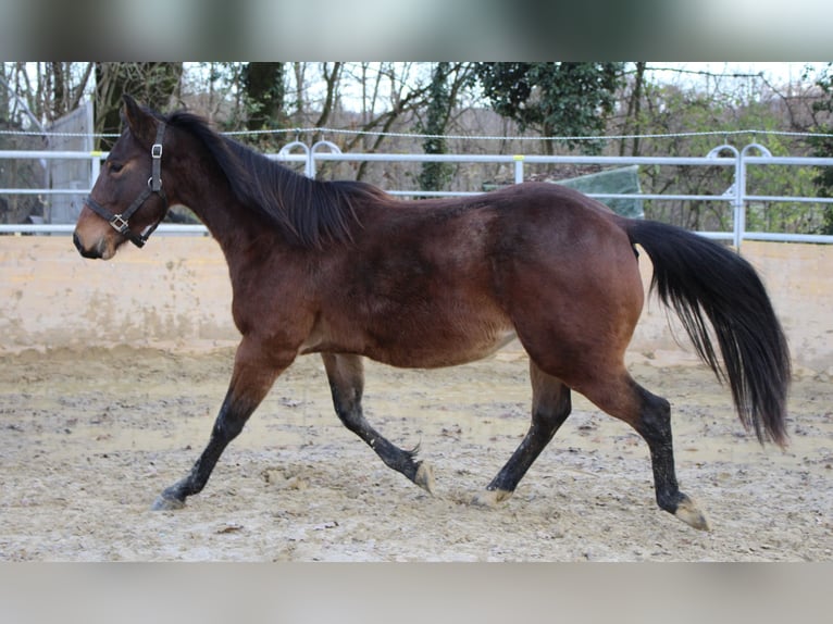 American Quarter Horse Hengst 2 Jaar 140 cm Bruin in Waldshut-Tiengen