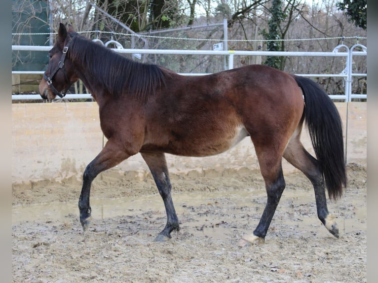 American Quarter Horse Hengst 2 Jaar 140 cm Bruin in Waldshut-Tiengen