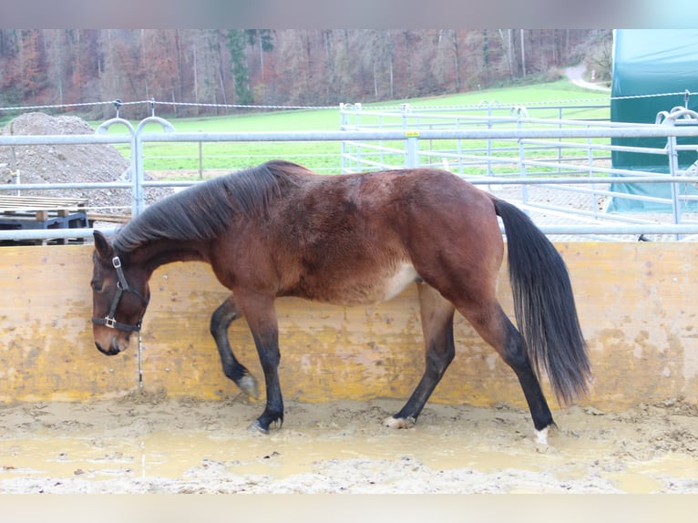 American Quarter Horse Hengst 2 Jaar 140 cm Bruin in Waldshut-Tiengen