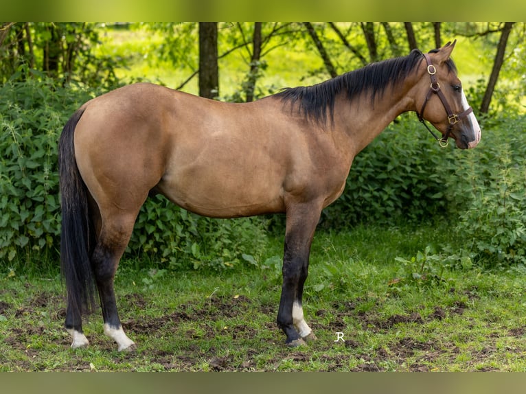 American Quarter Horse Hengst 2 Jaar 140 cm Falbe in Seitingen-Oberflacht