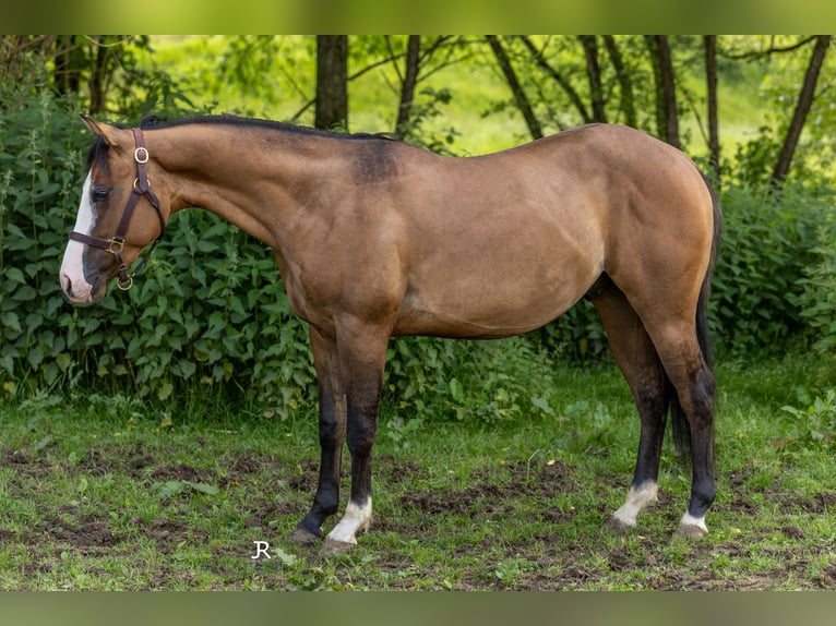 American Quarter Horse Hengst 2 Jaar 140 cm Falbe in Seitingen-Oberflacht