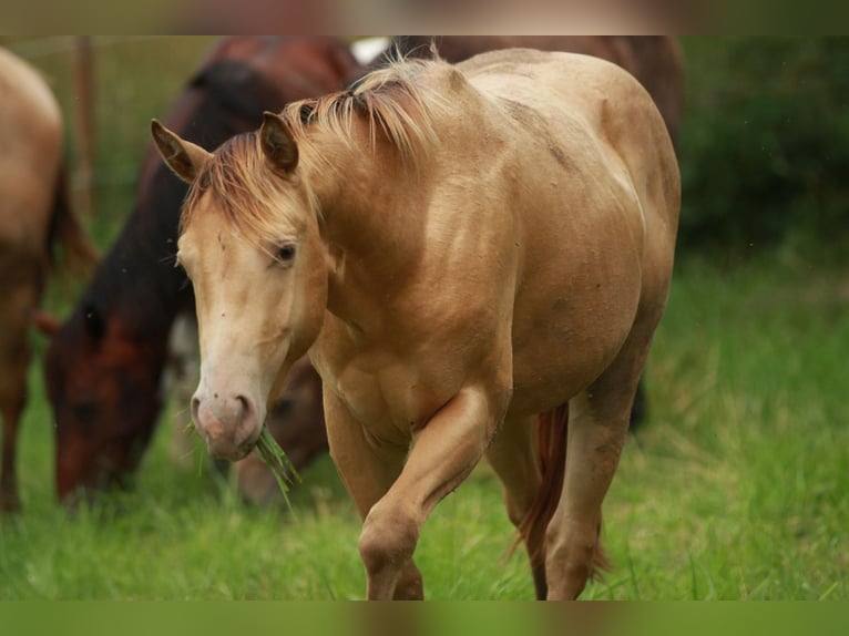 American Quarter Horse Hengst 2 Jaar 142 cm Champagne in Waldshut-Tiengen