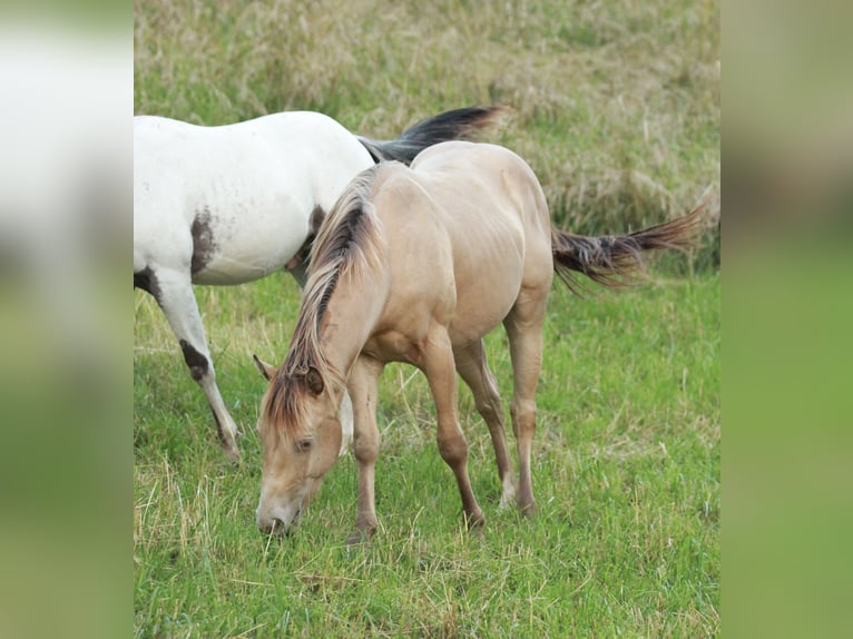 American Quarter Horse Hengst 2 Jaar 142 cm Champagne in Waldshut-Tiengen