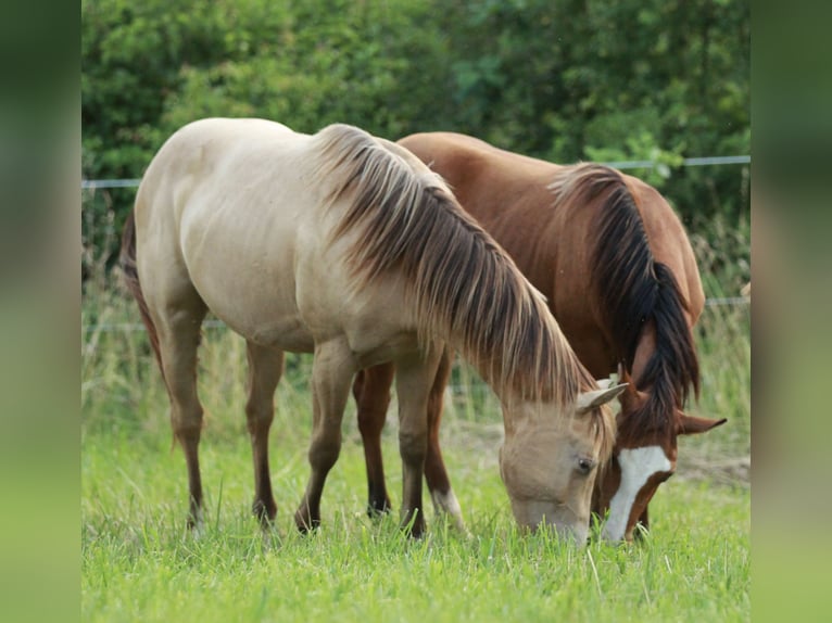 American Quarter Horse Hengst 2 Jaar 142 cm Champagne in Waldshut-Tiengen