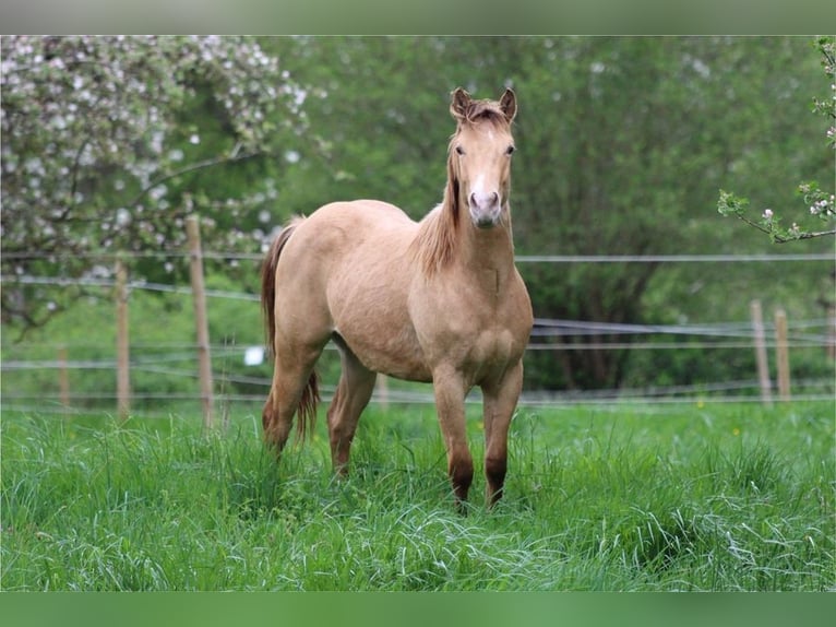 American Quarter Horse Hengst 2 Jaar 142 cm Champagne in Waldshut-Tiengen