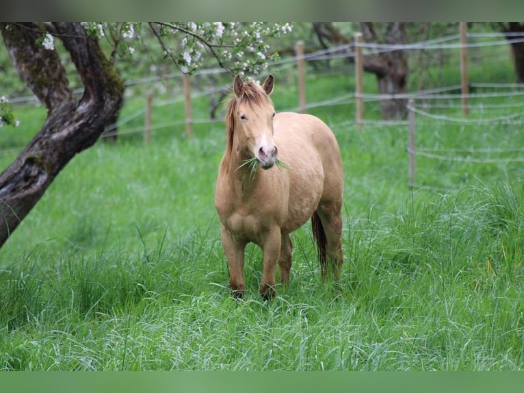 American Quarter Horse Hengst 2 Jaar 142 cm Champagne in Waldshut-Tiengen