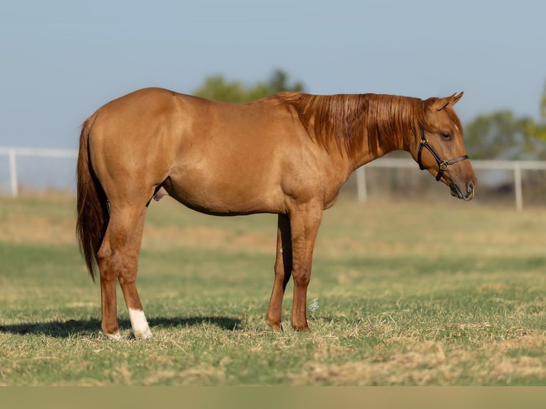 American Quarter Horse Hengst 2 Jaar 142 cm Red Dun in Wayne, OK