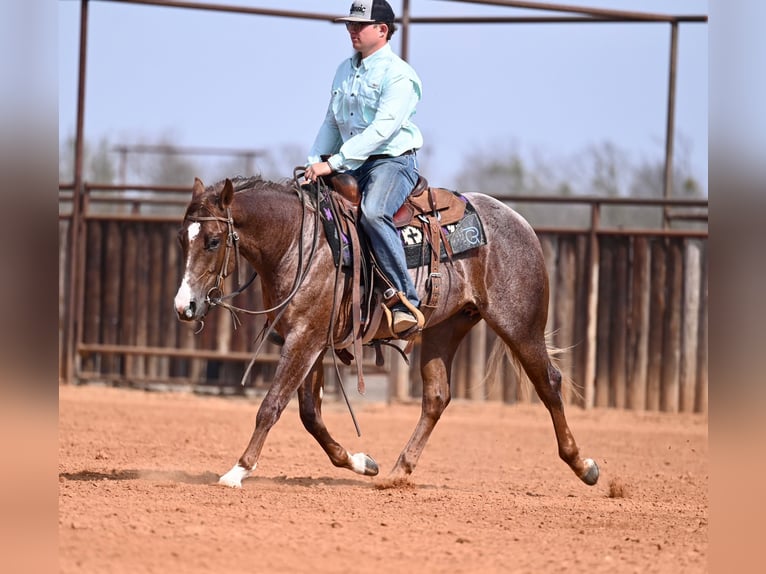 American Quarter Horse Hengst 2 Jaar 142 cm Roan-Red in Waco