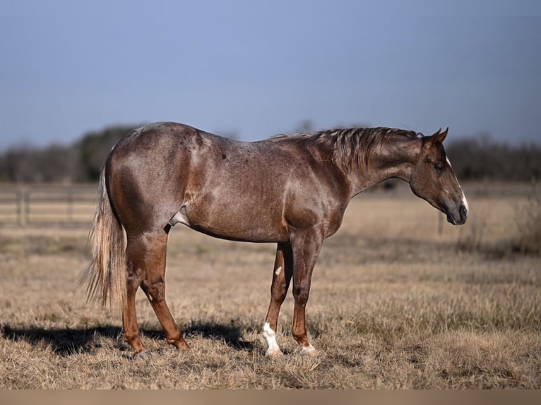 American Quarter Horse Hengst 2 Jaar 142 cm Roan-Red in Waco