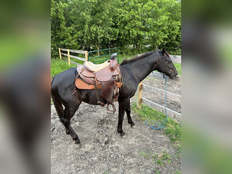 American Quarter Horse Hengst 2 Jaar 142 cm Roodbruin in Celina, TX