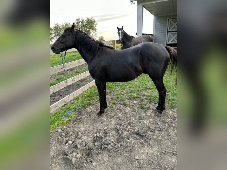 American Quarter Horse Hengst 2 Jaar 142 cm Roodbruin in Celina, TX