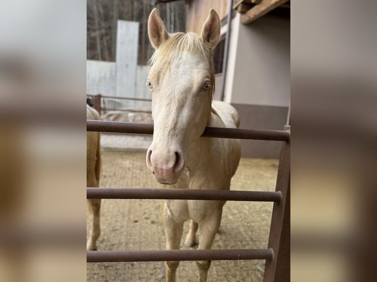 American Quarter Horse Hengst 2 Jaar 144 cm Cremello in Eppan an der Weinstraße
