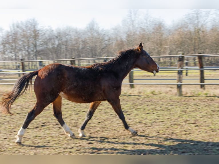 American Quarter Horse Hengst 2 Jaar 145 cm Bruin in Caluso