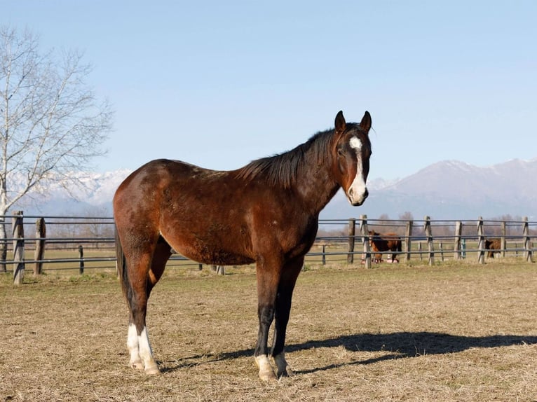 American Quarter Horse Hengst 2 Jaar 145 cm Bruin in Caluso